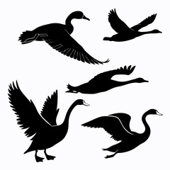 Black silhouettes of swans and ducks in flight and landing white