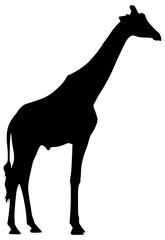 Vector Silhouette Of A Giraffe.
