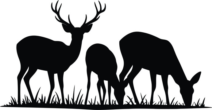 Stag and does grazing in grass deer fawn