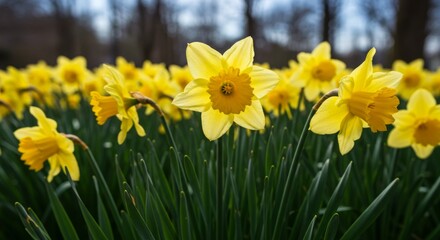 Fototapeta premium Closeup of Vibrant Yellow Daffodils in a Lush Green Field