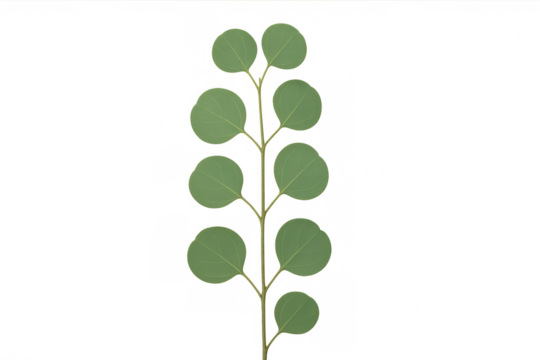 Silvery eucalyptus branch with round leaves, captured in sharp detail against transparent backdrop, perfect for graphic design elements