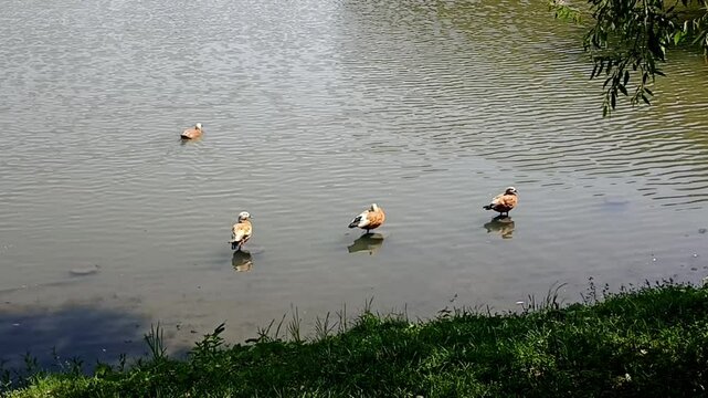 Ducks standing and swimming in the water. Beautiful water landscape. Wildlife