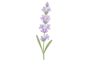 Fototapeta premium Lavender flower with transparent background blooming gently, perfect for adding a touch of nature to any design