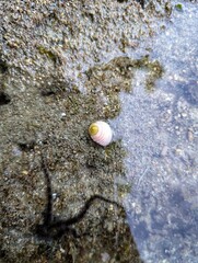 Colorful sea snail resting on wet rocky surface near tide pool edge.