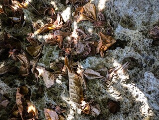 Dry leaves scattered over porous coral rock under dappled sunlight.
