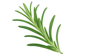 Fototapeta premium Close-up of a vibrant green rosemary sprig, isolated on a transparent background, ready for use in culinary or design projects