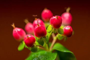 Vibrant Red Hypericum Berries with Water Droplets on Brown Background