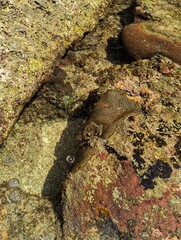 Sea cucumber resting on rocky tide pool surface under sunlight with natural textures.