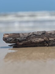 Driftwood on the beach