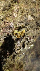 Small yellow clam nestled in textured coastal rock under sunlight at low tide.