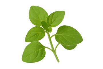 Fresh oregano sprig with bright green leaves, displaying delicate foliage against transparent surface, perfect for culinary imagery