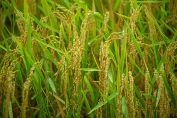 奄美大島の夏の風景。