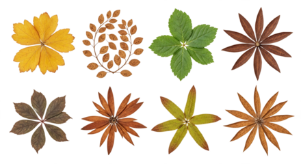 Collection of Pressed and Dried Autumn Leaves Arranged in Floral Patterns. PNG Transparent Background