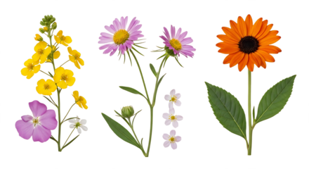 Collection of Vibrant Wildflowers with Yellow Pink and Orange Blooms. PNG Transparent Background