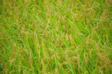 奄美大島の夏の風景。