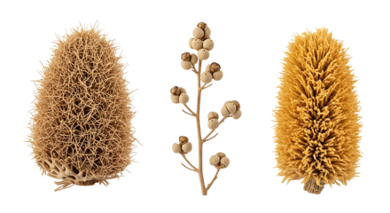 Dried Plant Clusters Spiky Ball Seed Pods and Fluffy Bristles. PNG Transparent Background