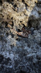 Close-up of porous coastal rock surface with small shell remains and textured patterns.