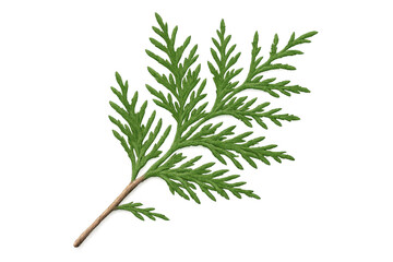 Obraz premium Verdant thuja branch revealing intricate foliage detail, delicate green needles spreading against pristine translucent backdrop