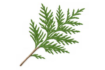 Verdant thuja branch revealing intricate foliage detail, delicate green needles spreading against pristine translucent backdrop