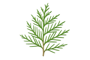 Obraz premium Close-up cypress branch displaying vibrant green needles, isolated against transparent backdrop, highlighting natural botanical detail