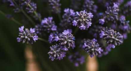Obraz premium Close Up Purple Lavender Flowers Bouquet