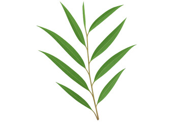 Obraz premium Realistic willow branch with lush green leaves isolated on a transparent background, perfect for nature-themed designs