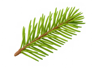 Vibrant green spruce branch isolated on a transparent background, perfect for nature-themed designs