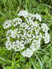 White flower with green leaves is in the foreground