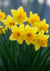 Closeup of Vibrant Yellow Daffodils in Full Bloom
