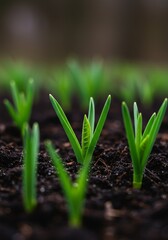 Bright Green Seedlings Emerging from Dark Soil