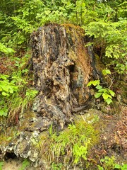 Large tree stump sits in a lush green forest