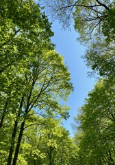 Obraz premium Looking Up Through Lush Green Trees to a Bright Blue Sky