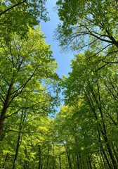 Fototapeta premium Lush Green Canopy Under a Bright Blue Sky