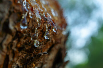 Resin droplets forming on the trunk of a pine tree with a blurred background.