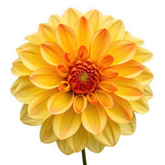 Vibrant yellow and orange dahlia flower bloom isolated on transparent background