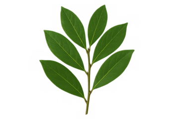 Laurel herb branch displaying glossy green leaves, transparently isolated for culinary visual design and recipe imagery