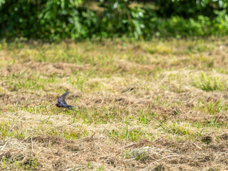 野原を飛ぶツバメ