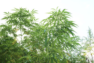 Vibrant green cannabis plants with lush foliage stand prominently against a clear white sky, showcasing healthy and thriving herbal growth.