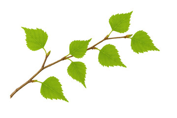 Fototapeta premium Verdant birch branch with delicate green leaves emerging, showcasing springtime renewal against clean transparent backdrop