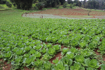 Lush green cabbage plants are meticulously arranged in neat rows across both flat and sloping...