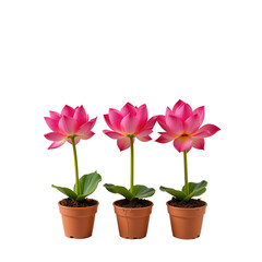 Fototapeta premium Beautiful Pink Lotus Flowers in Pots for Indoor Decoration and Natural Aesthetic Appeal