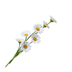 Fototapeta premium Delicate White Daisy Bouquet with Green Stem and Leaves on a Transparent Background