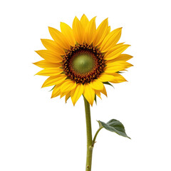 Naklejka premium Bright Sunflower Bloom with Vibrant Yellow Petals and Intricate Green Center on Transparent Background