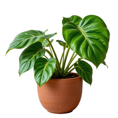 Lush Green Monstera Plant in Terracotta Pot with Glossy Leaves and Vibrant Foliage