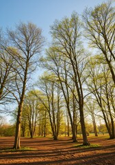 Obraz premium Sunlight Dappled Spring Forest with Tall Trees