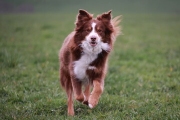 A brown and white dog is running through a grassy field
