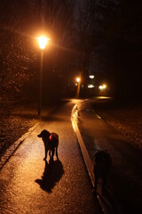 A dog is walking down a path at night