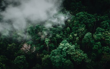 Fototapeta premium Misty forest dense green aerial view