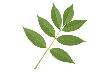 Obraz premium Pinnately compound green leaves branching outward, revealing delicate leaf structure and verdant coloration on transparent backdrop