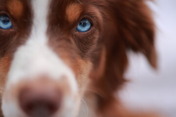 A dog with a blue eye is staring at the camera